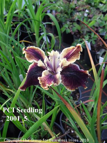 PCI Seedling 2001_5 (3)